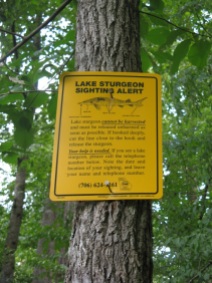 Save the sturgeon! Though I've never seen one of those in the south